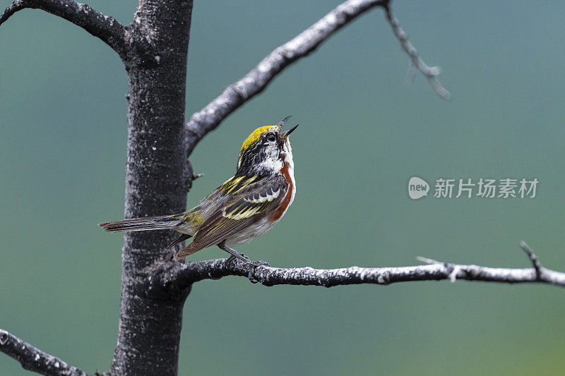 栗子边的莺，宾夕法尼亚的setophaga pensylvanica，鸟栖息